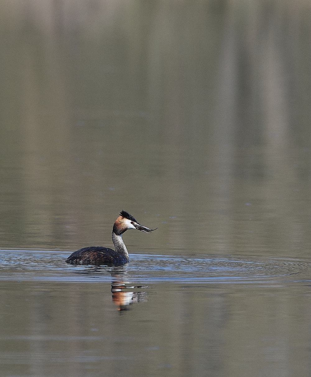 LynfordWaterGCGrebe190421-3