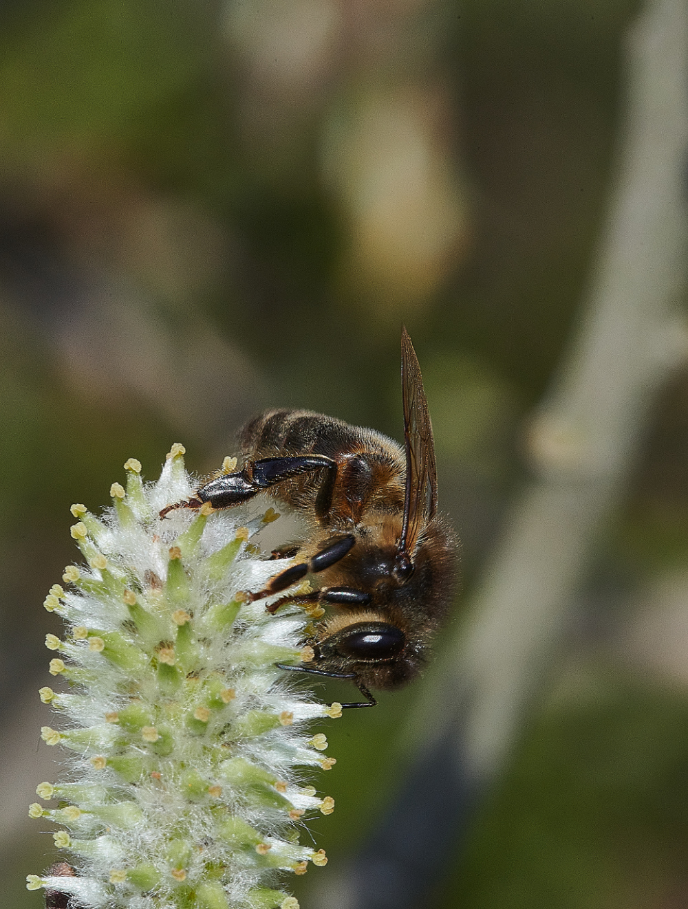 LynfordWaterHoneyBee170421-1