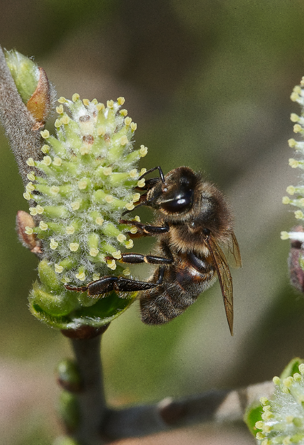 LynfordWaterHoneyBee170421-2 1