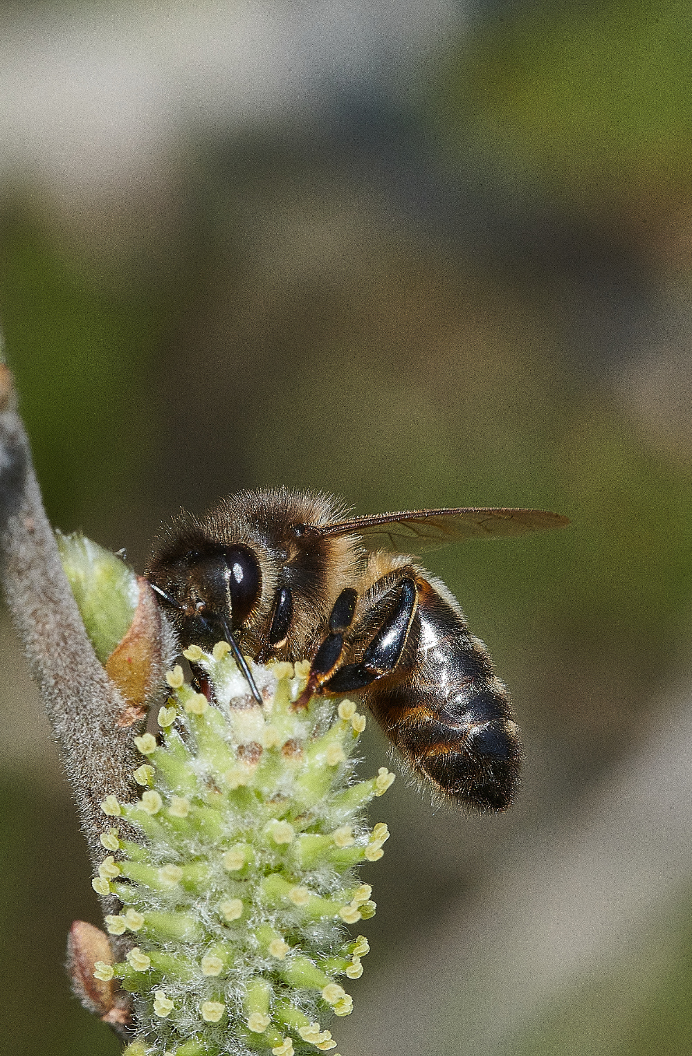 LynfordWaterHoneyBee170421-3