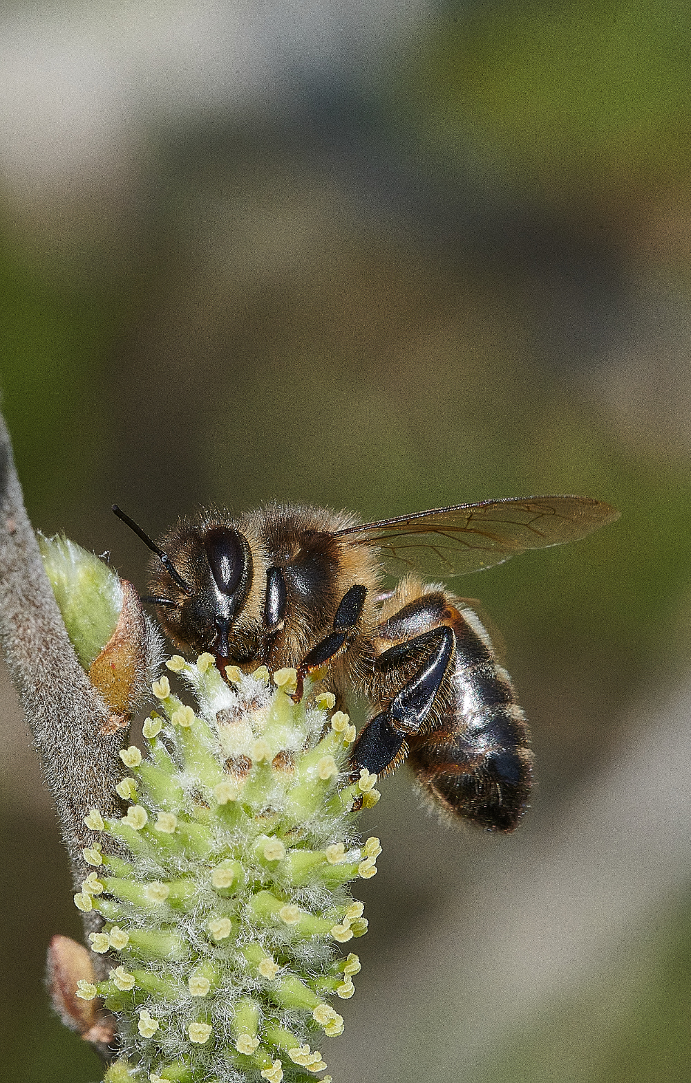 LynfordWaterHoneyBee170421-4