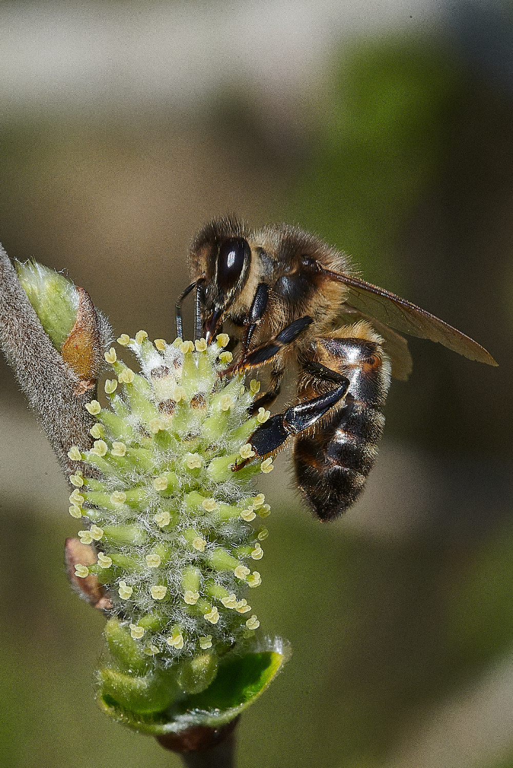 LynfordWaterHoneyBee170421-5