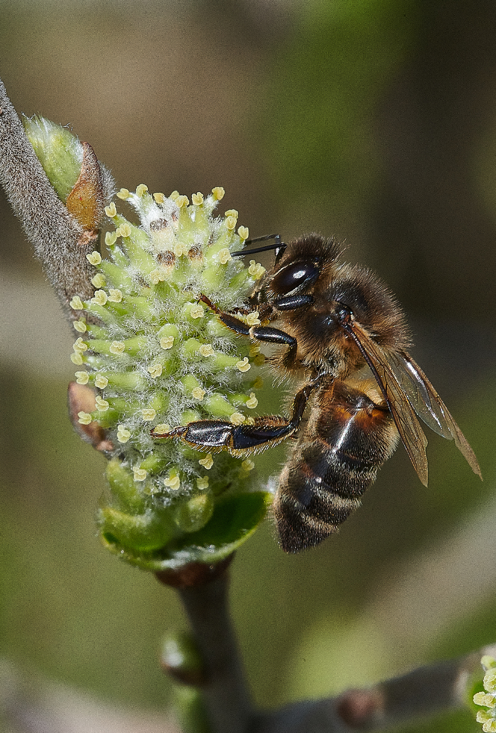 LynfordWaterHoneyBee170421-6