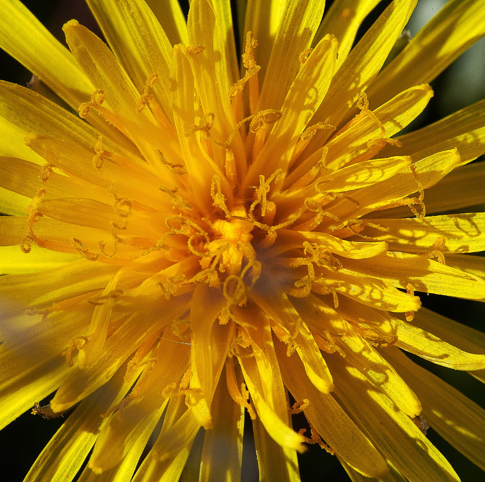 MettonDandelion290421-1