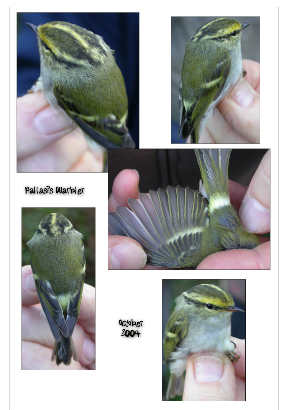 Pallas&#39;s Warbler 2004