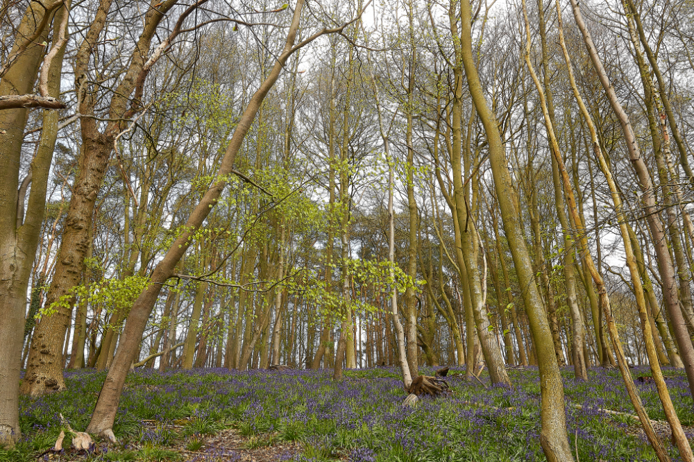 Ruse&#39;sPlantationBluebells300421-1