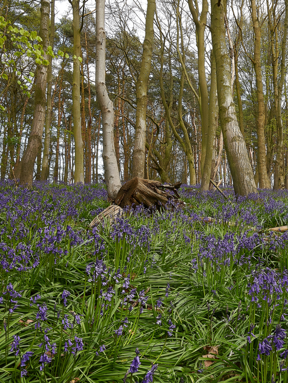 Ruse&#39;sPlantationBluebells300421-4