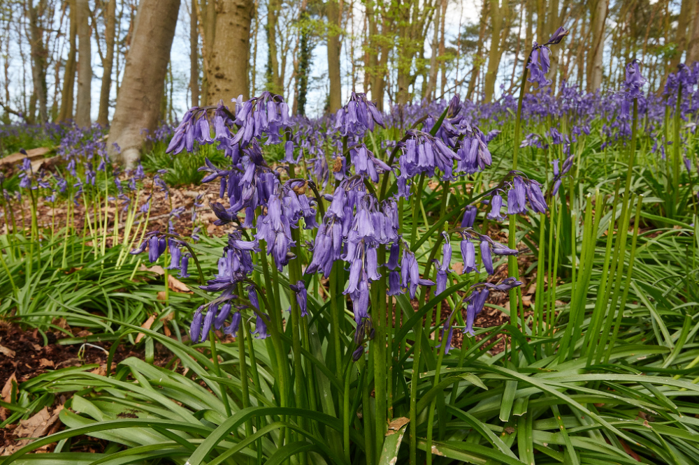 Ruse&#39;sPlantationBluebells300421-5