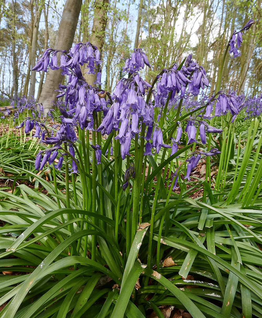 Ruse&#39;sPlantationBluebells300421-6