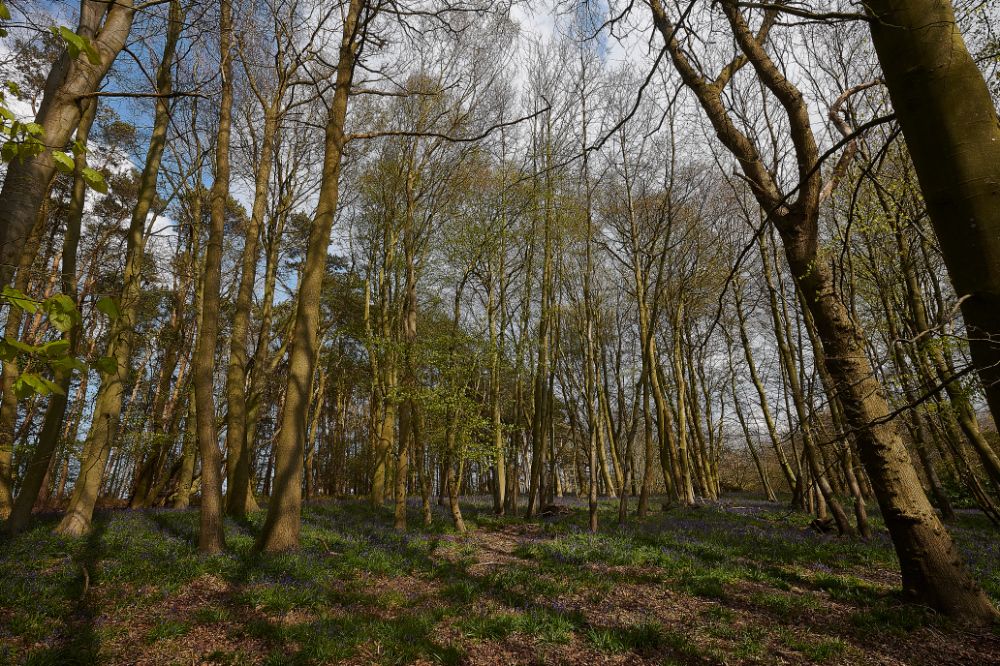 Ruse&#39;sPlantationBluebells300421-8