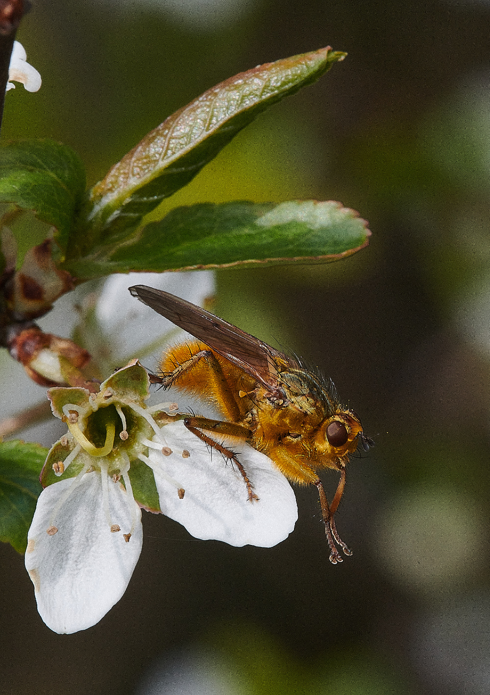 Ruse&#39;sPlantationFly300421-1