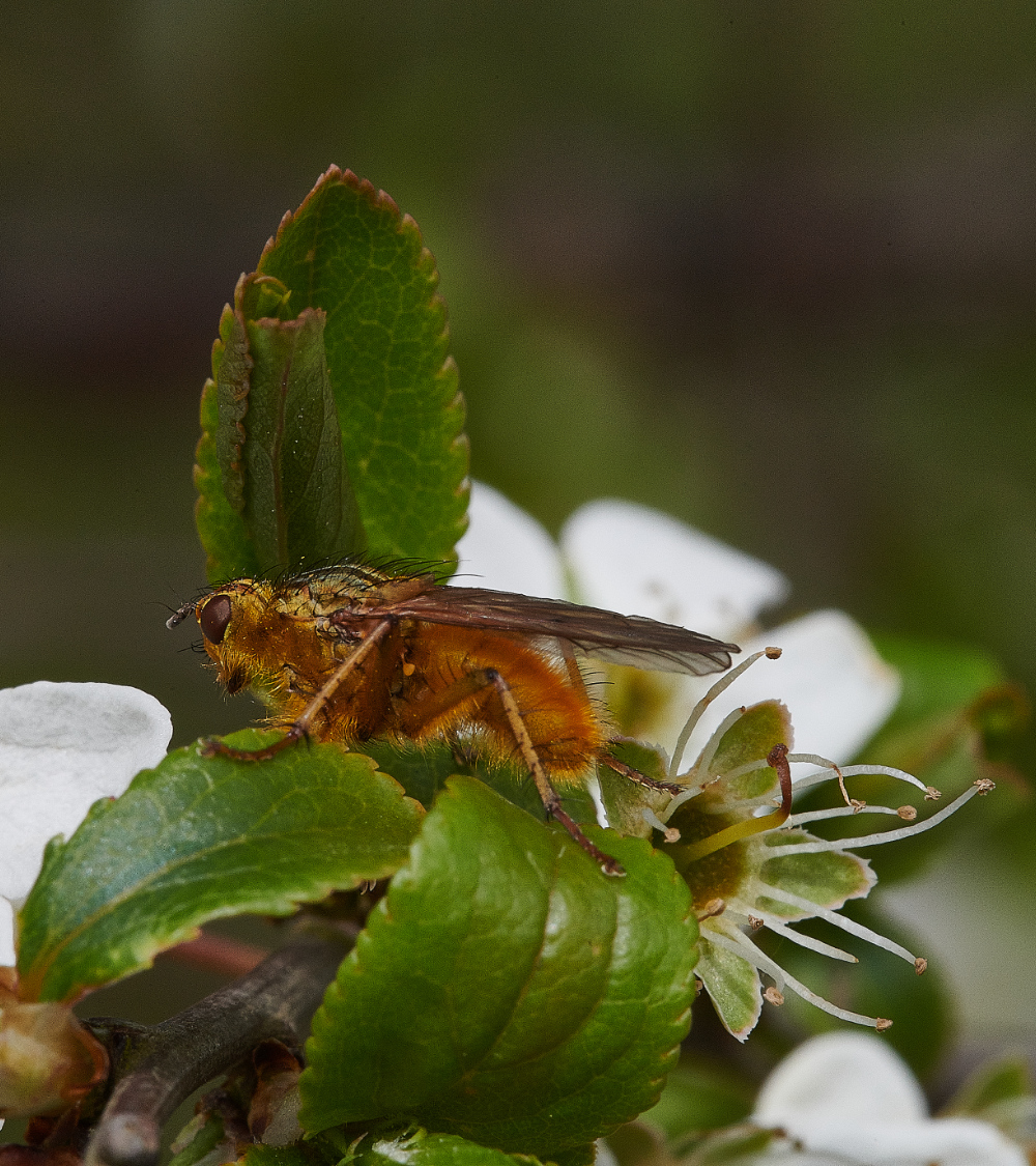 Ruse&#39;sPlantationFly300421-2