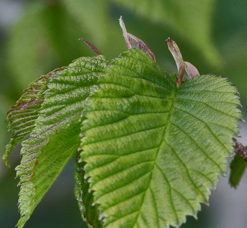 Ruse&#39;sPlantationHazel300421-2