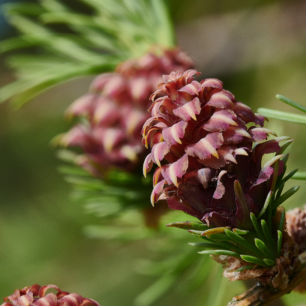 Ruse&#39;sPlantationLarch300421-1