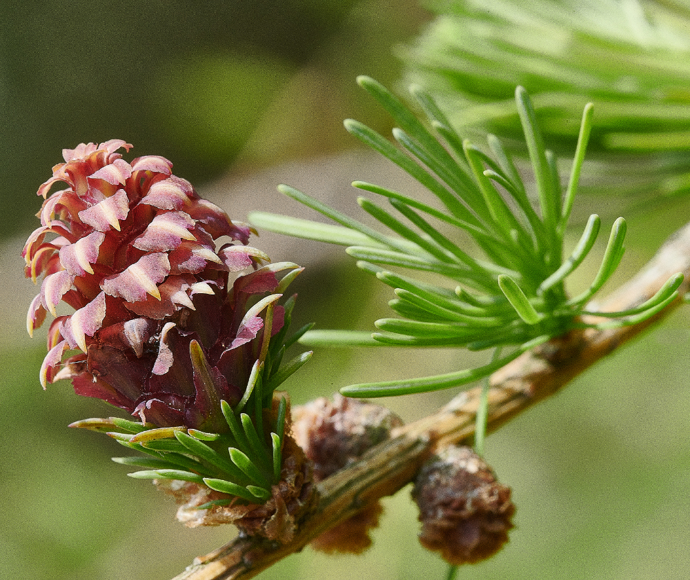 Ruse&#39;sPlantationLarch300421-2