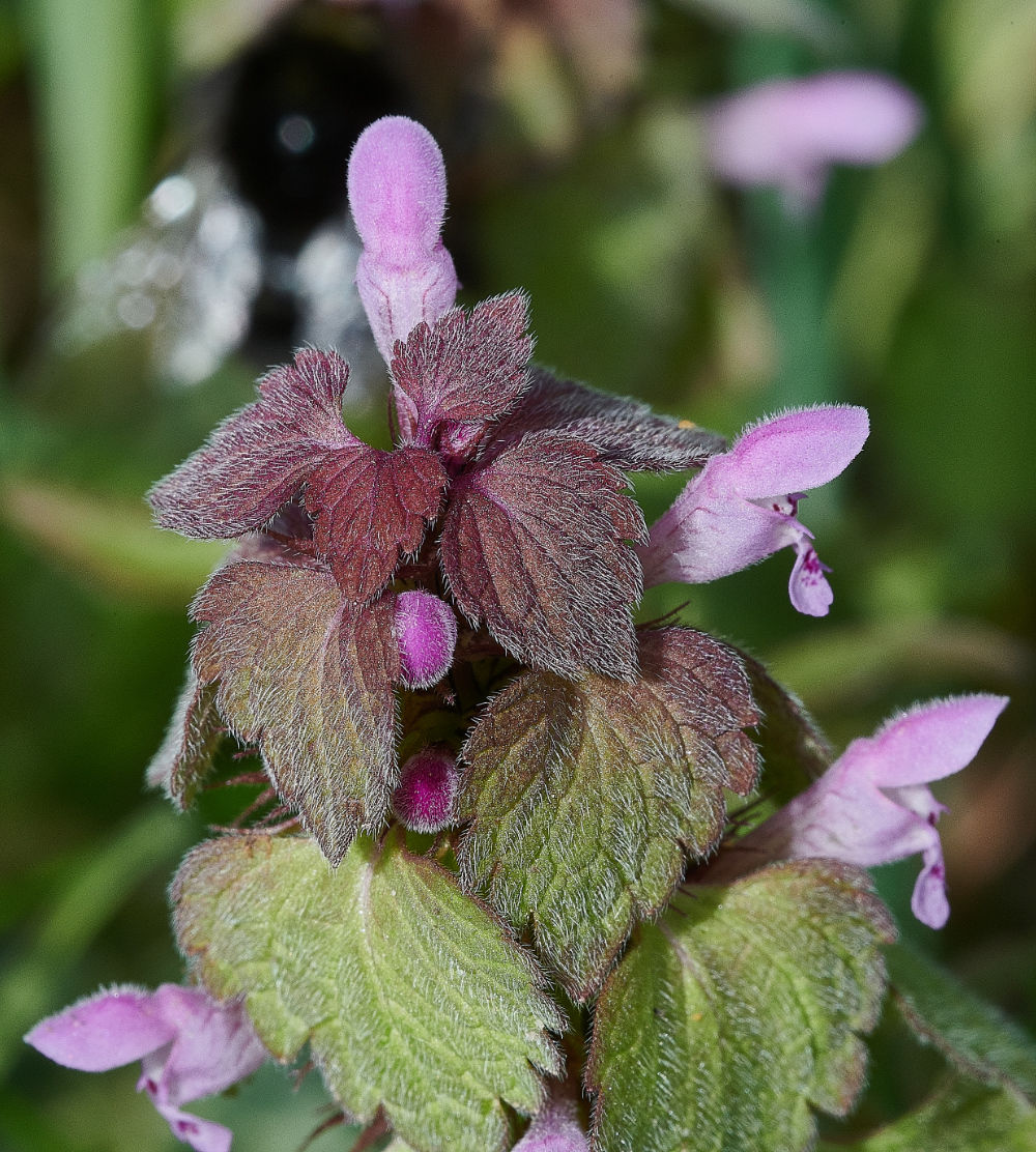 Ruse&#39;sPlantationRedDeadnettle300421-1