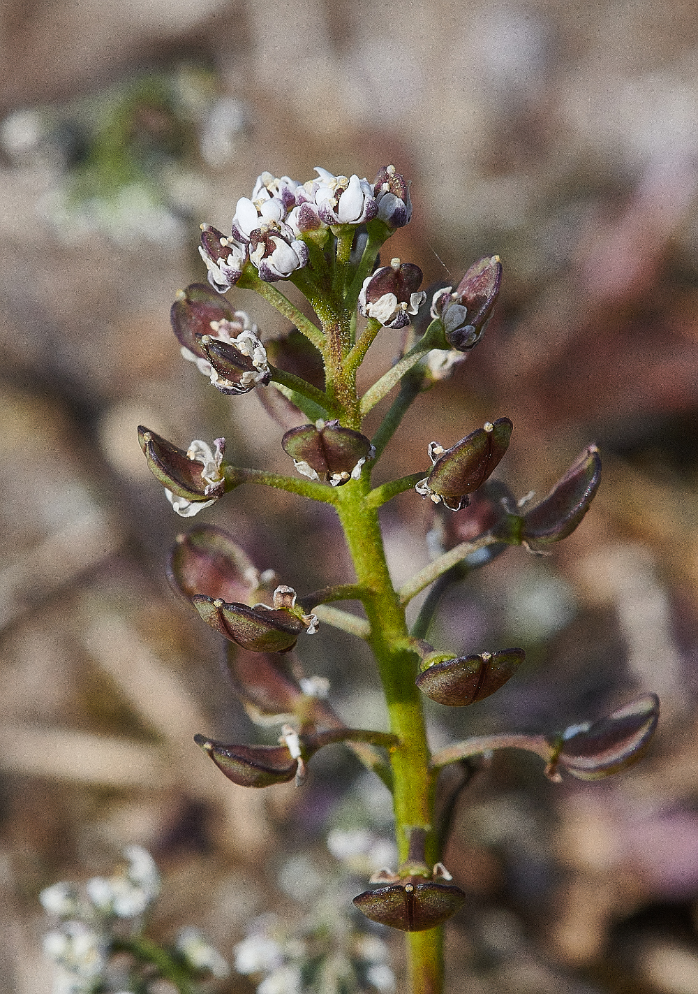 SantonDownhamShepherd&#39;sCress190421-1