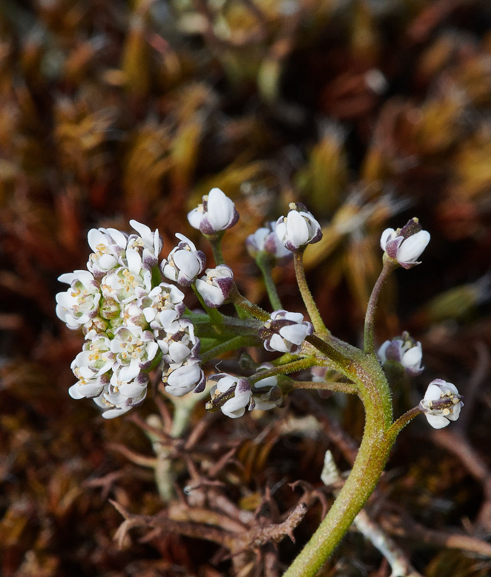 SantonDownhamShepherd&#39;sCress190421-2