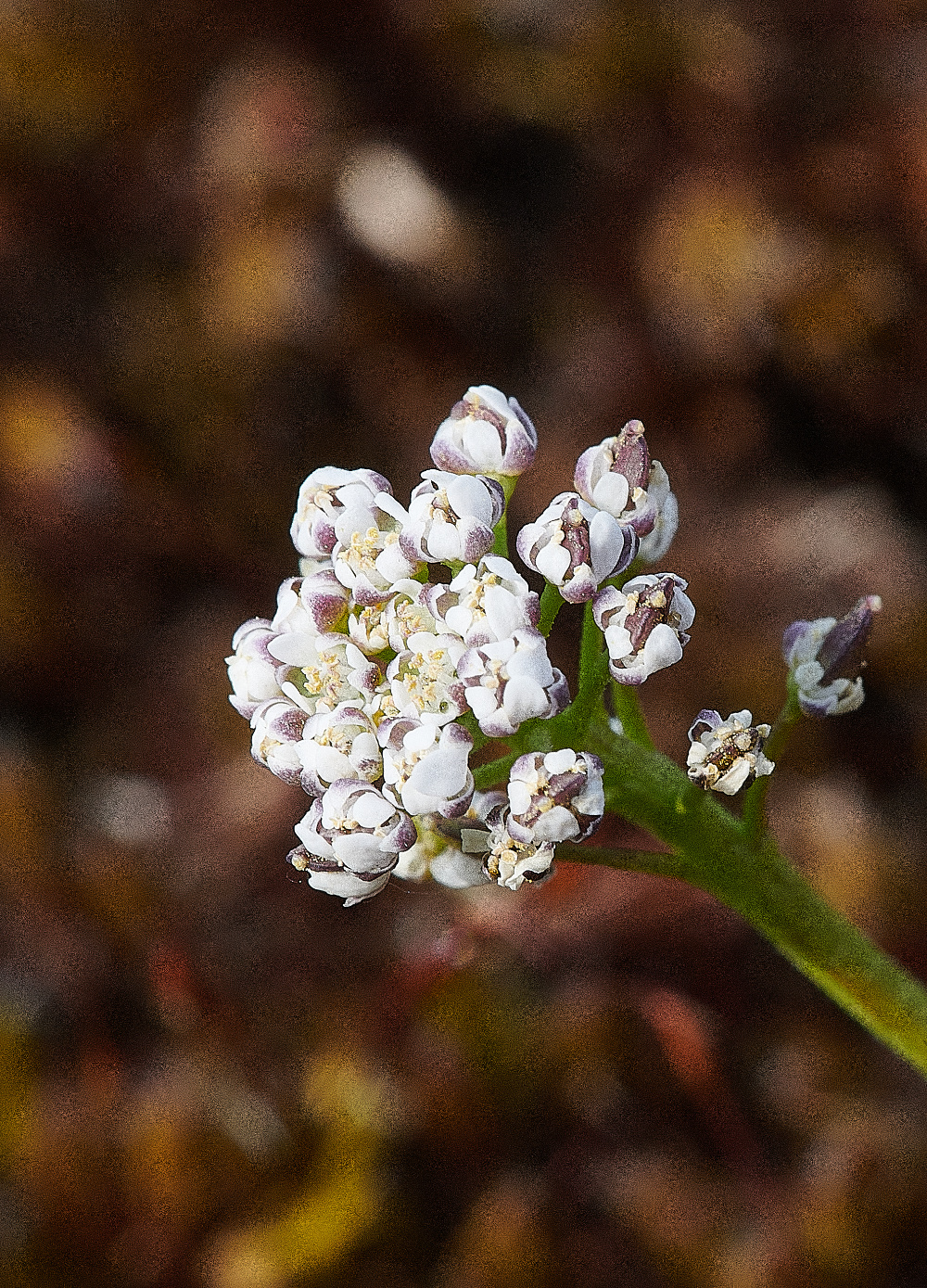 SantonDownhamShepherd&#39;sCress190421-3