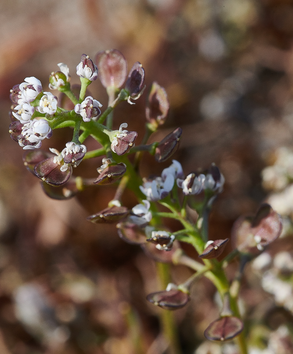 SantonDownhamShepherd&#39;sCress190421-4