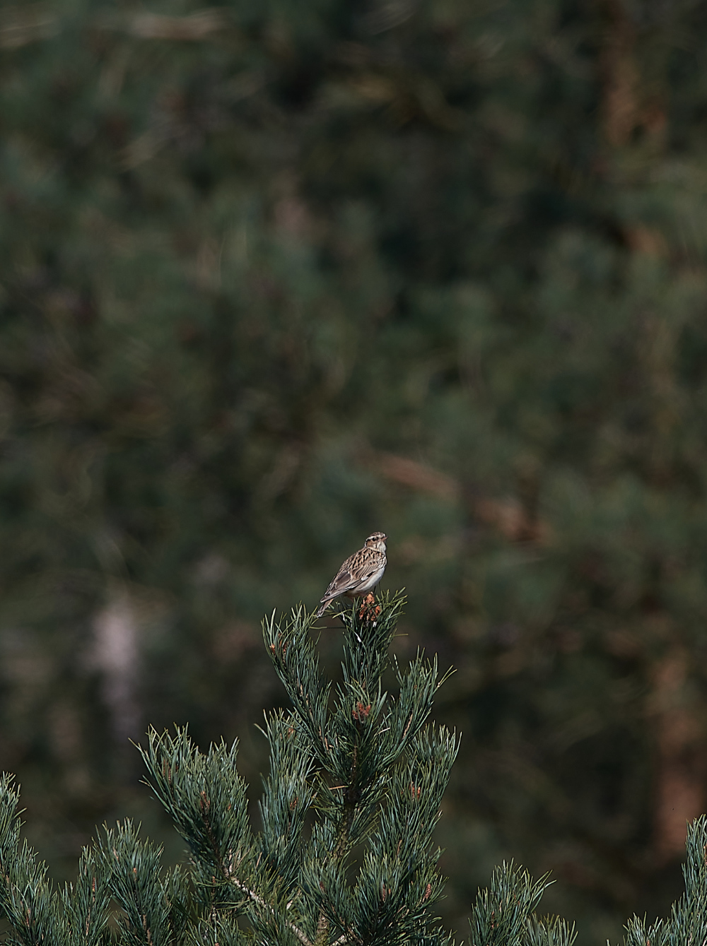 SantonDownhamwoodlark190421-1