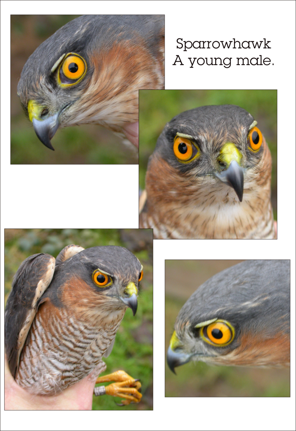 sparrowhawk