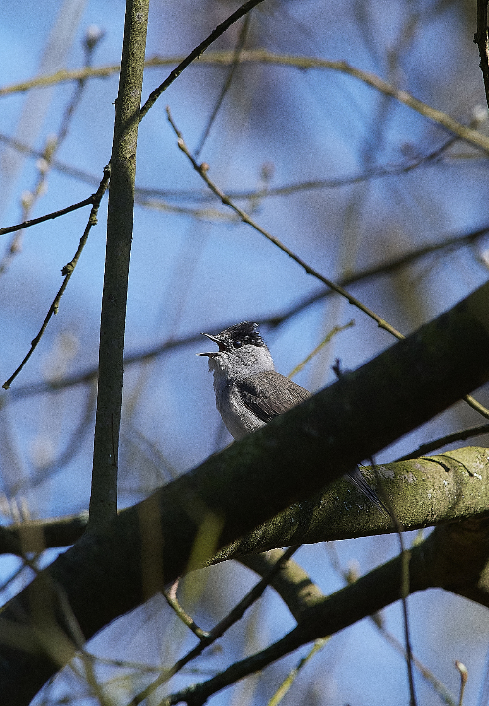 StrumpshawBlackcap300321-1