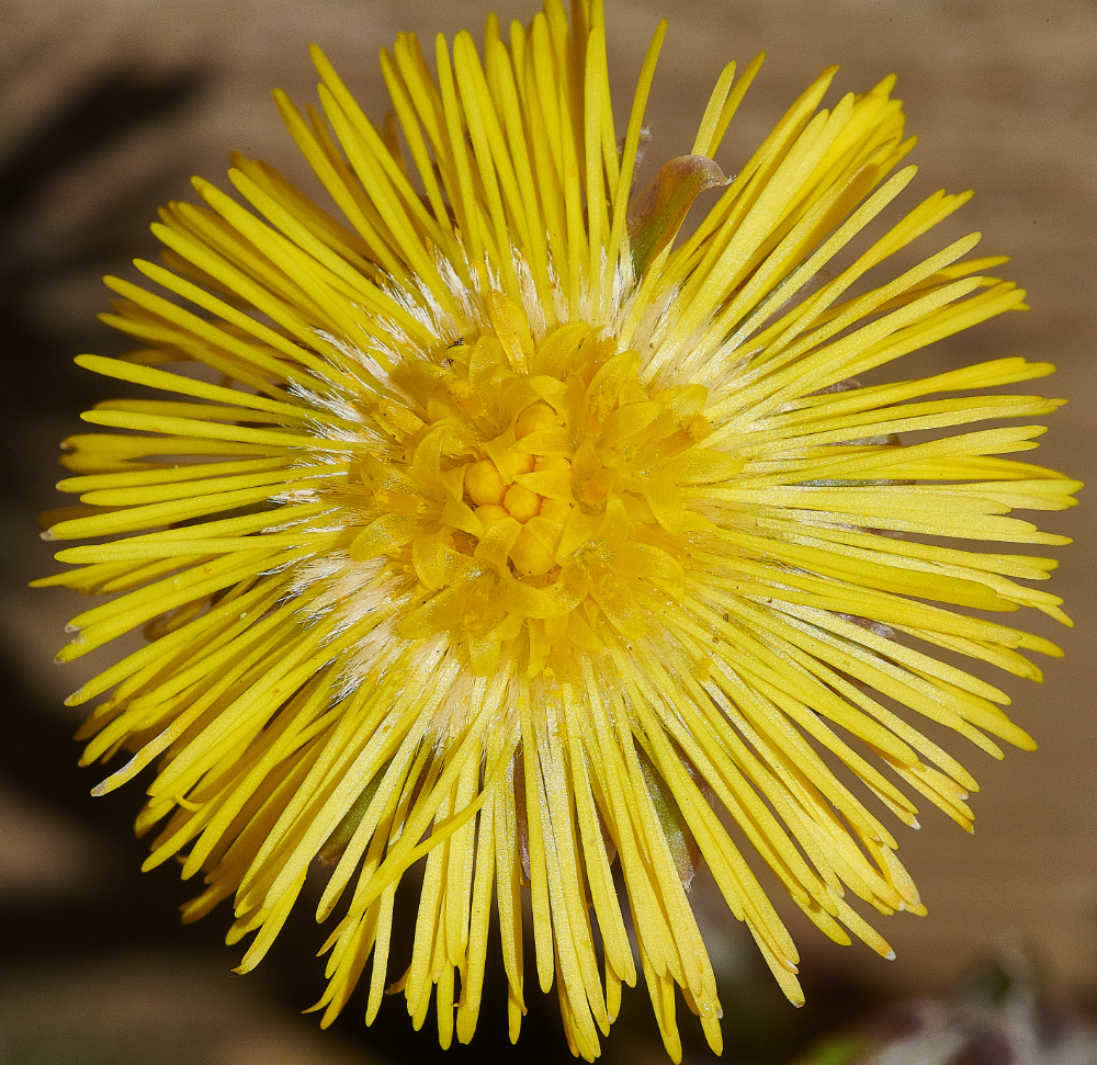 StrumpshawColtsfoot300321-1