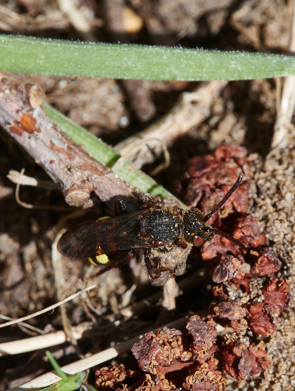 StrumpshawCuckooBee310321-1