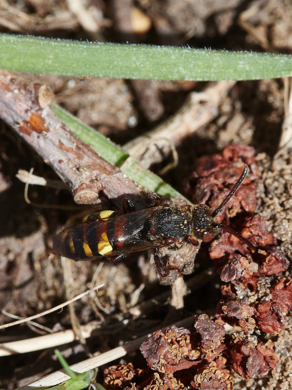 StrumpshawCuckooBee310321-2