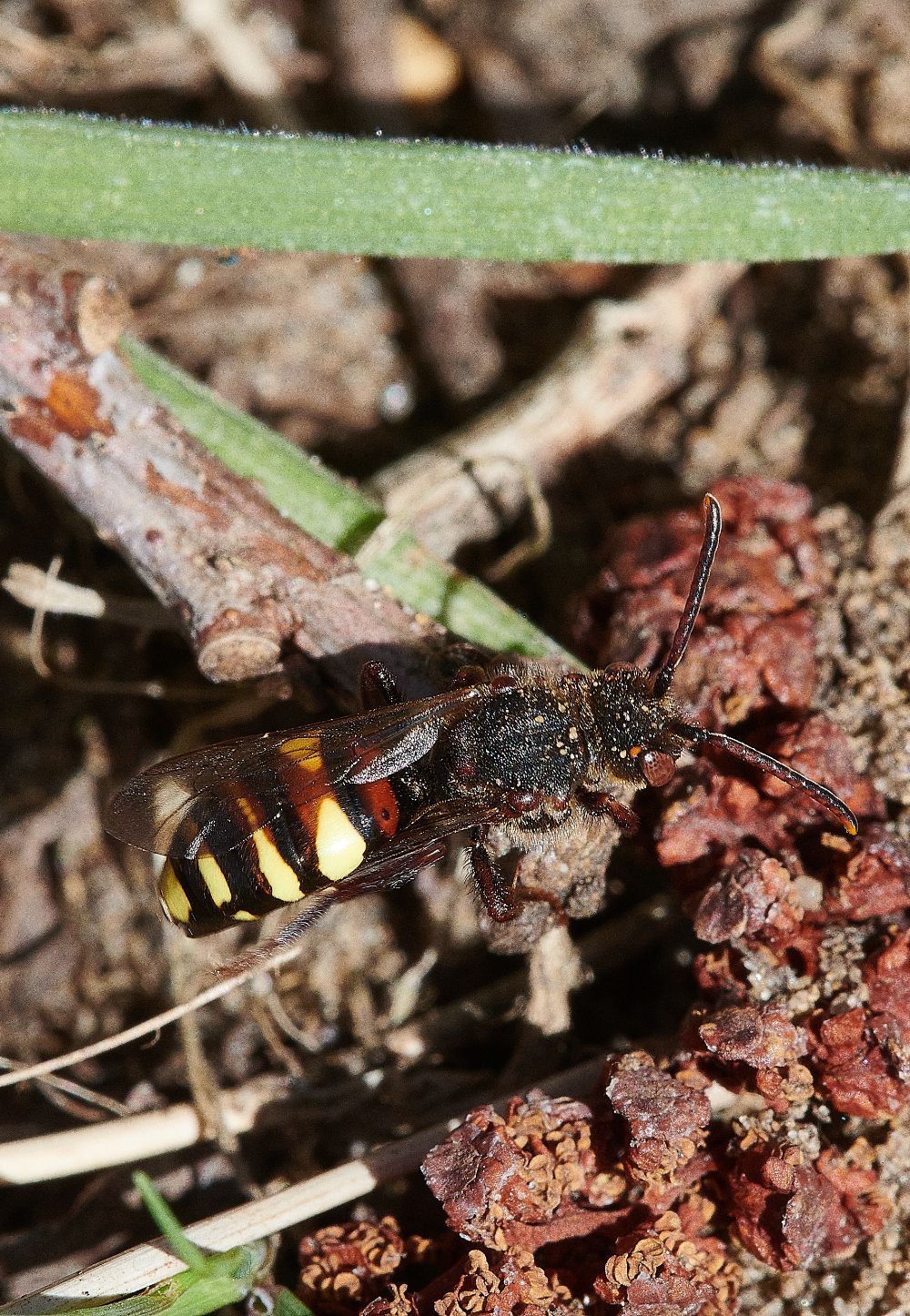 StrumpshawCuckooBee310321-4