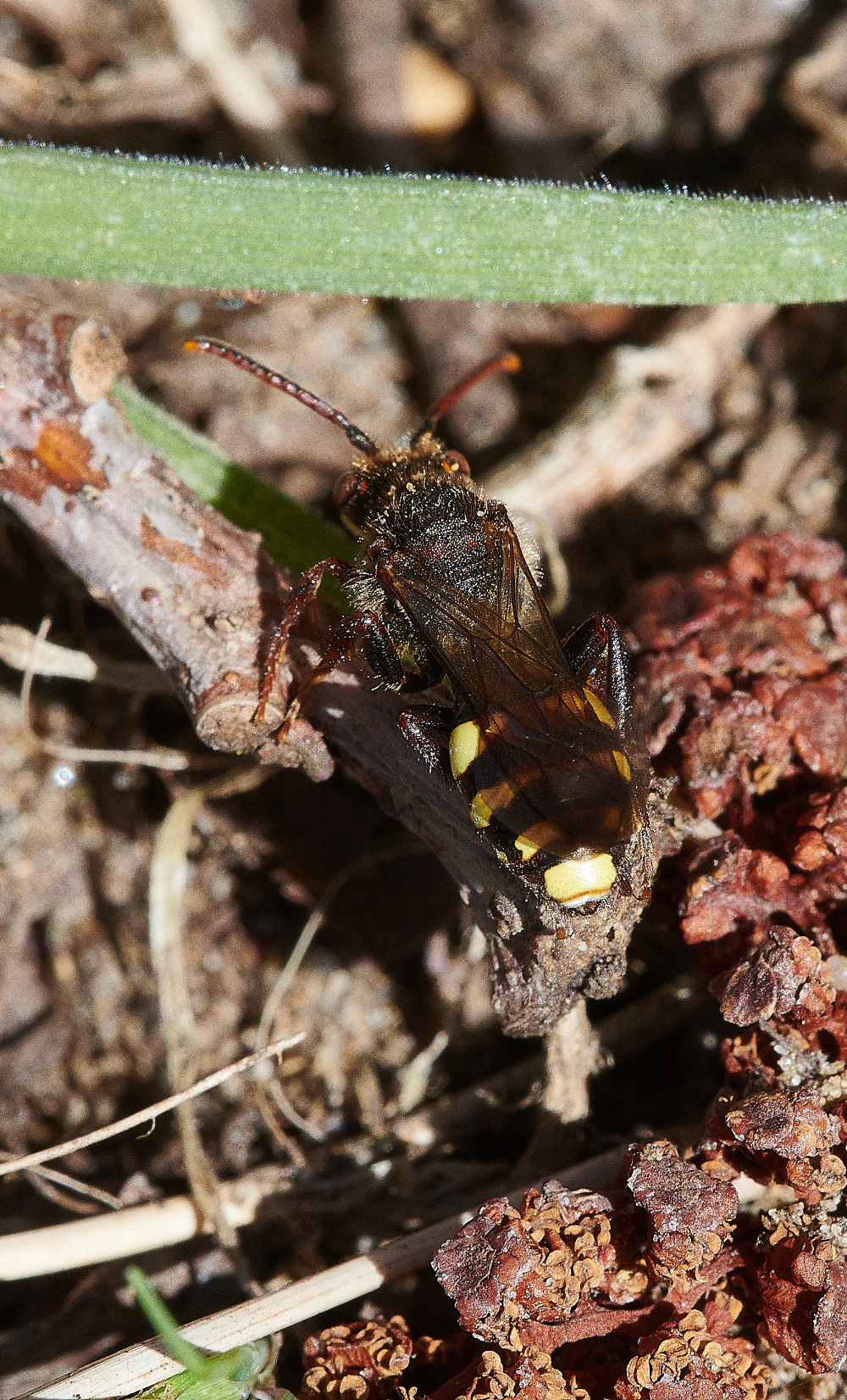 StrumpshawCuckooBee310321-5