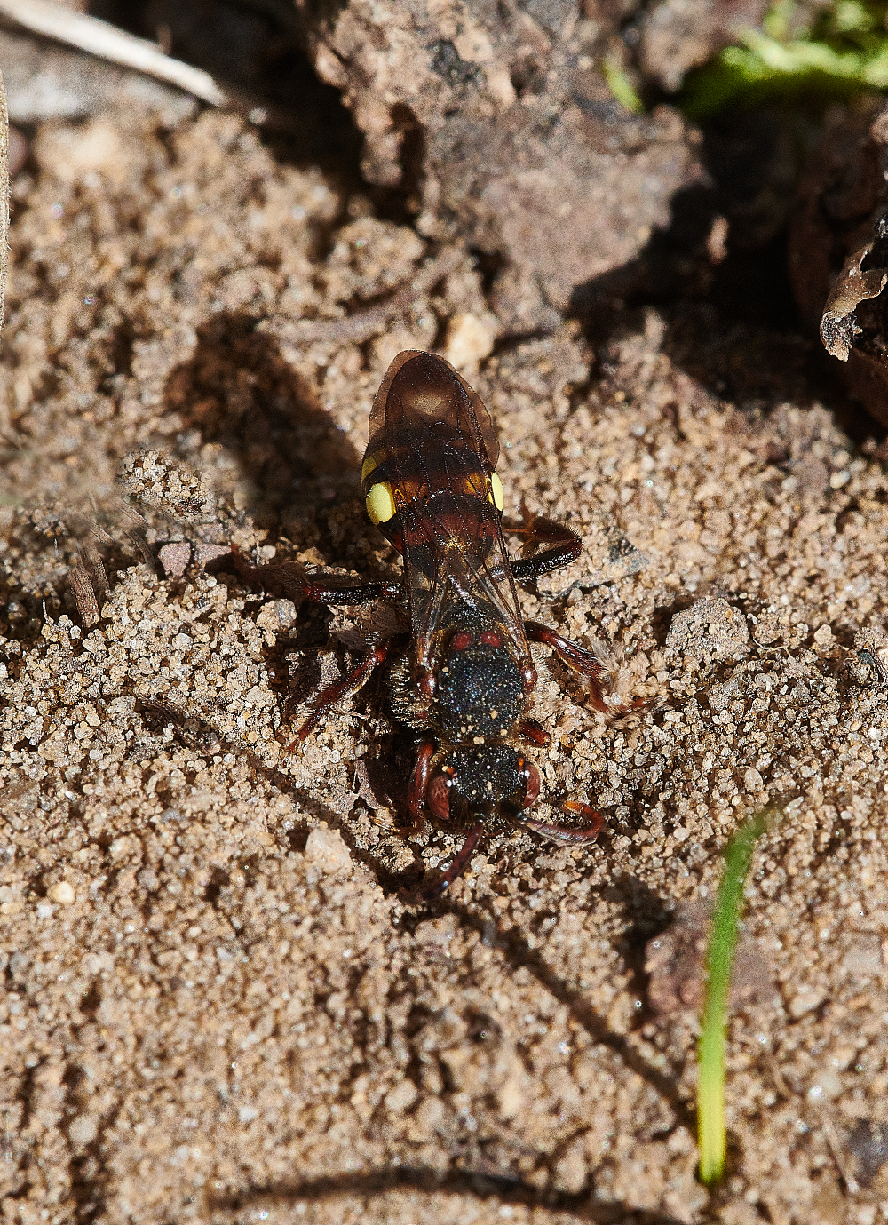 StrumpshawCuckooBee310321-6