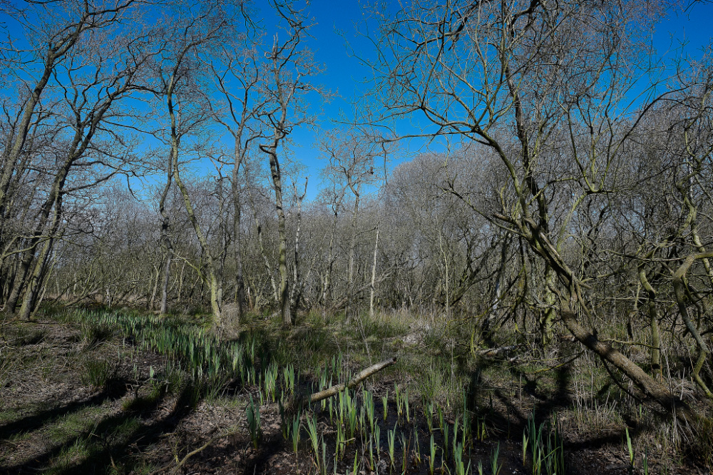 SuttonFen170421-1