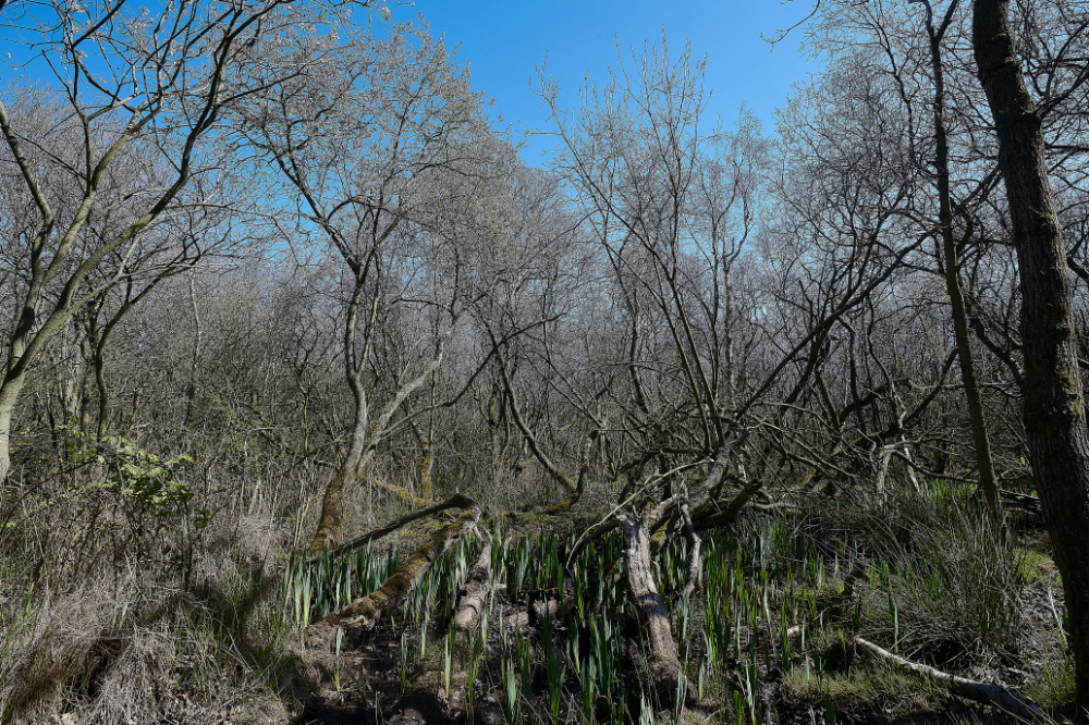 SuttonFen170421-5