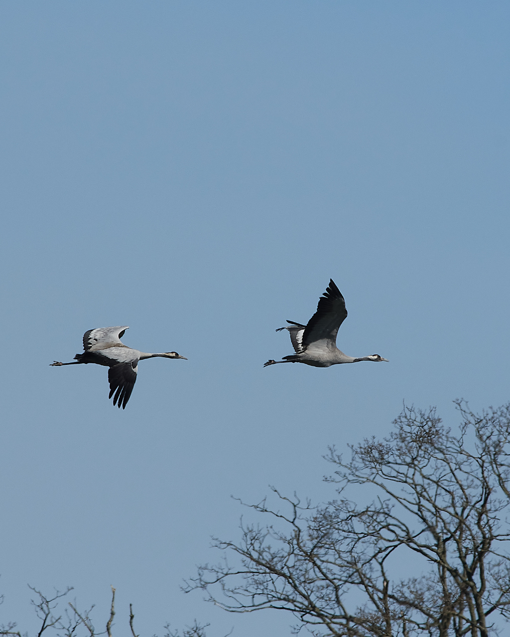 SuttonFenCommonCrane170421-10