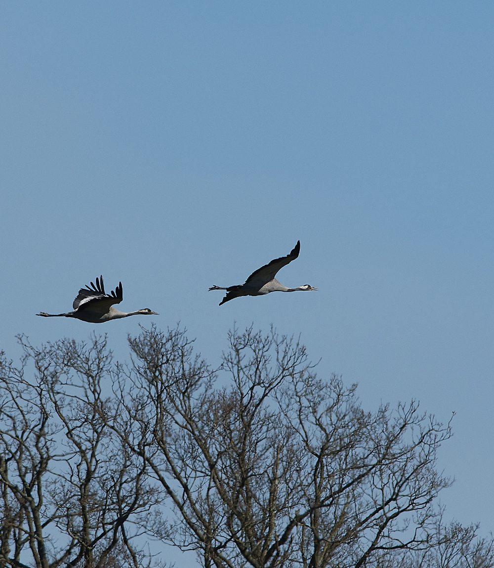 SuttonFenCommonCrane170421-11