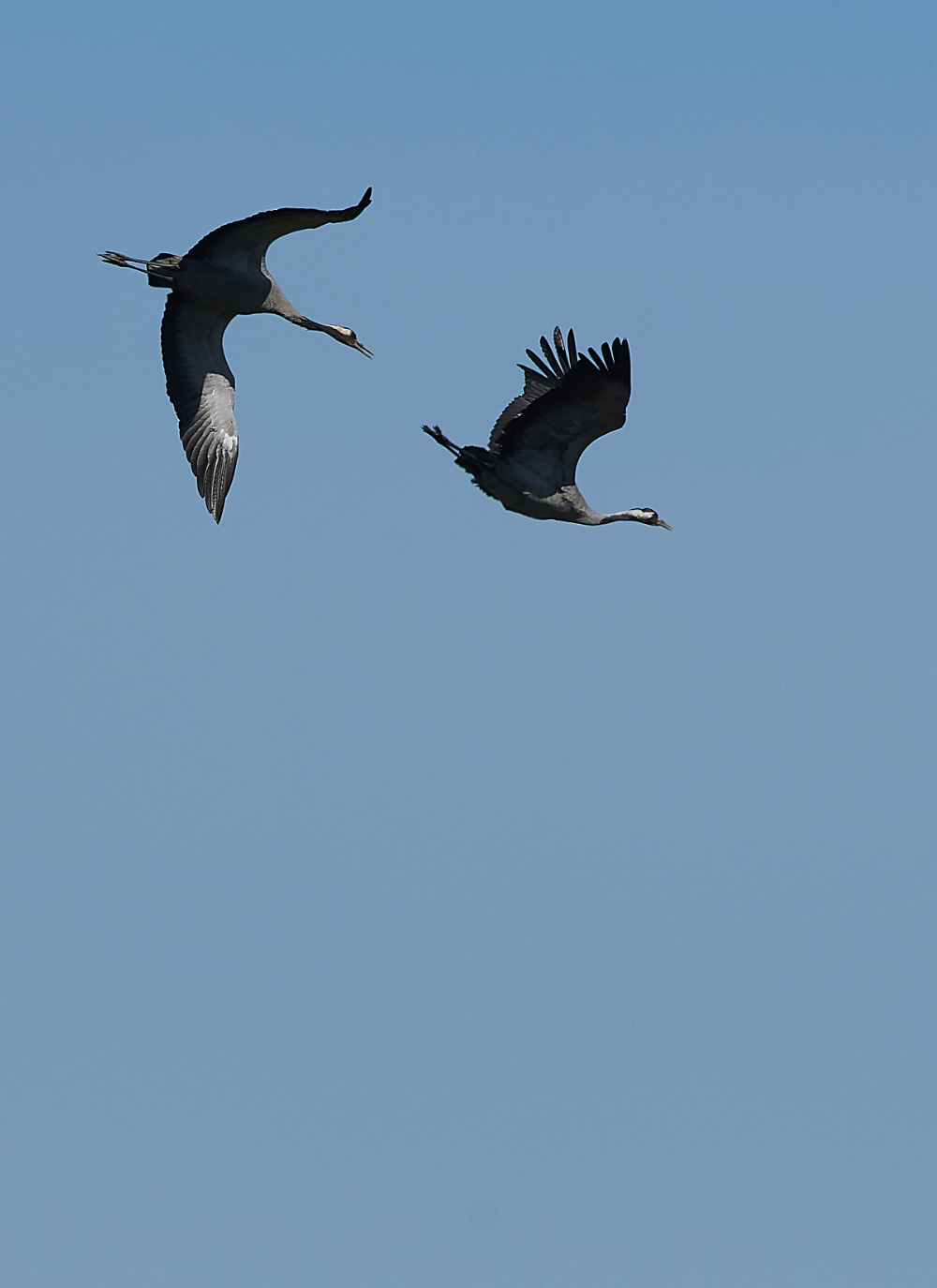 SuttonFenCommonCrane170421-3