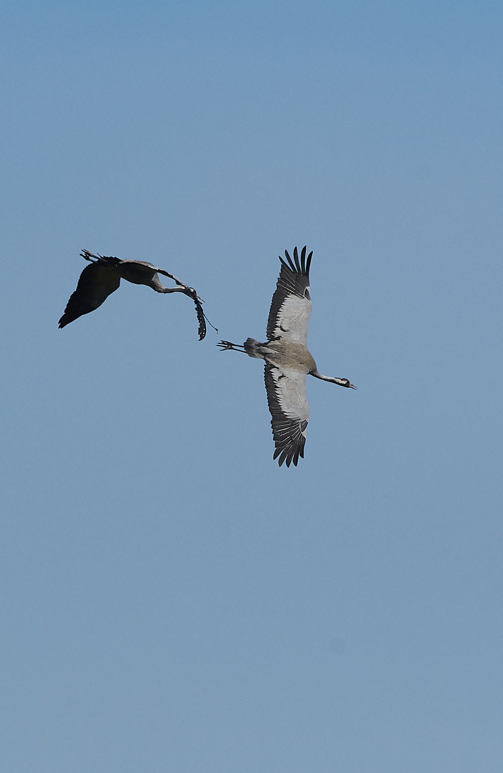 SuttonFenCommonCrane170421-4