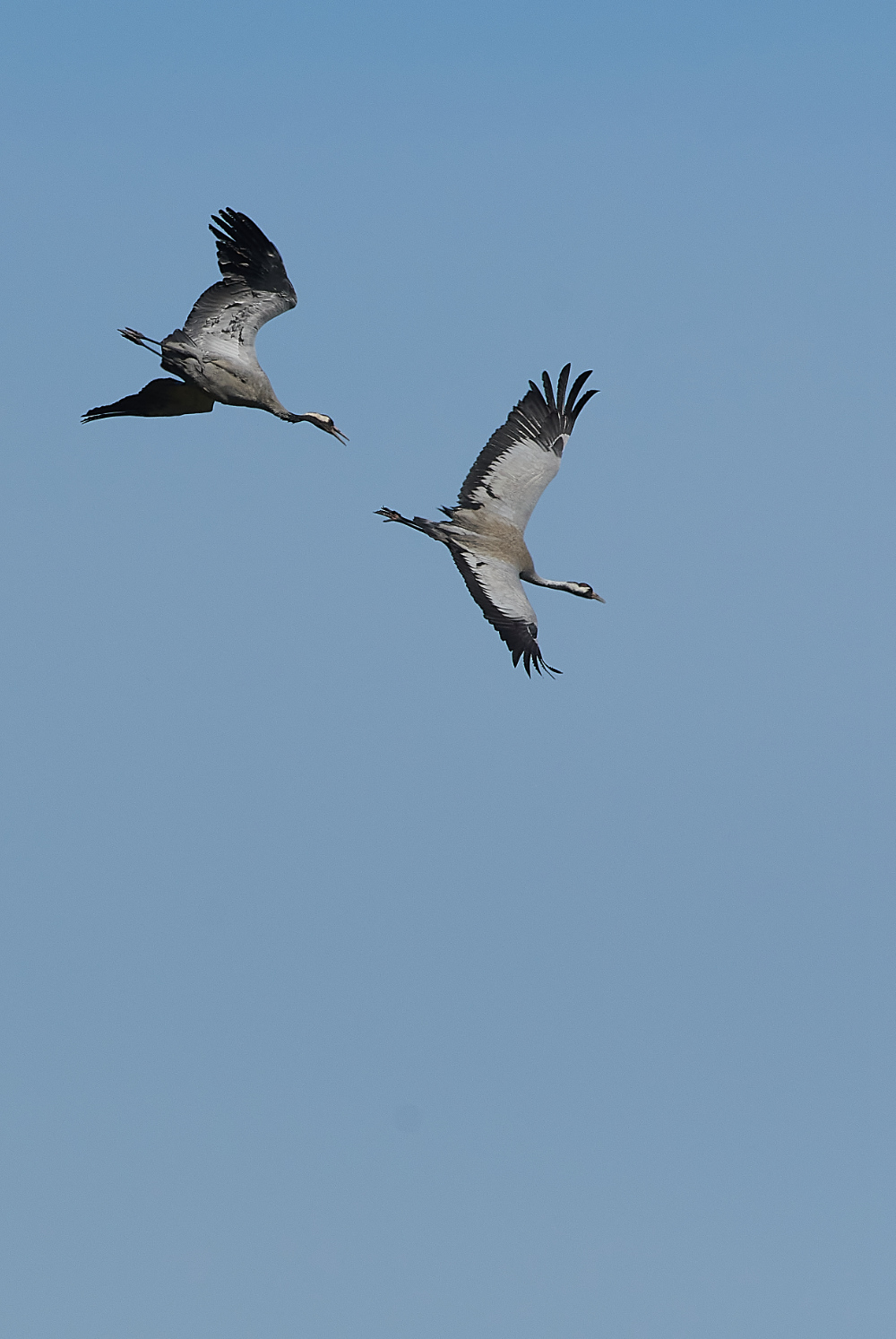 SuttonFenCommonCrane170421-5