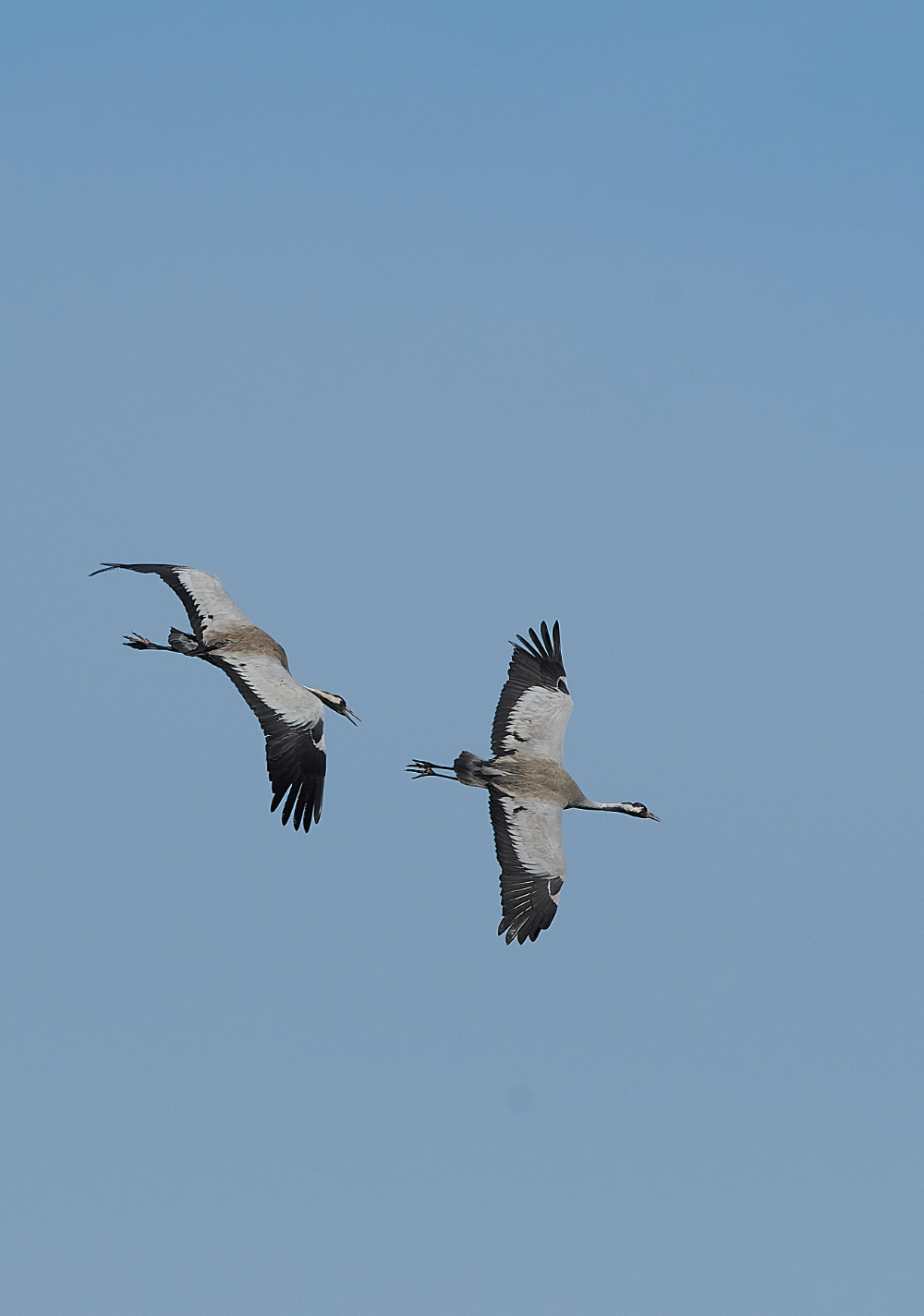 SuttonFenCommonCrane170421-6