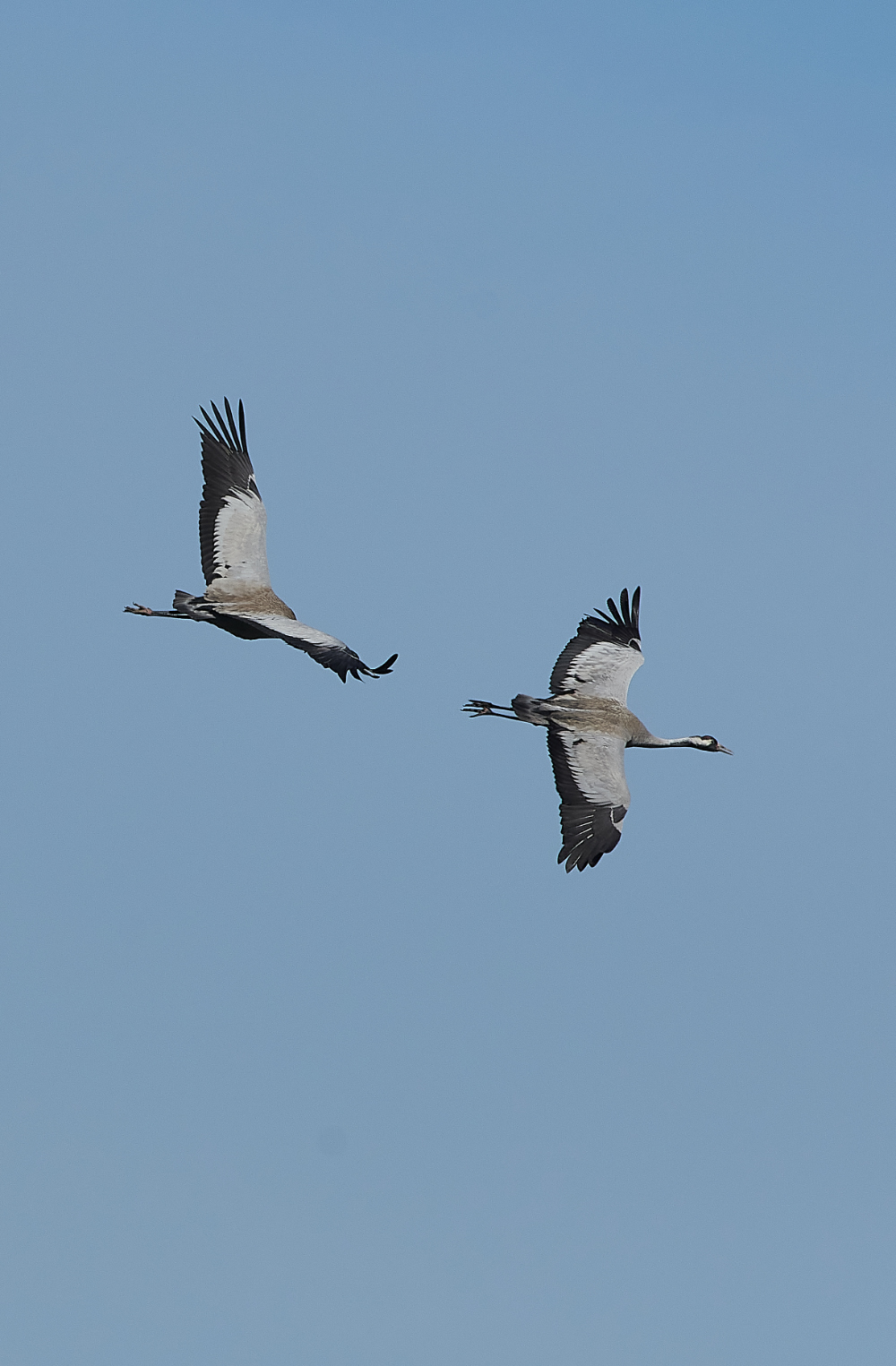 SuttonFenCommonCrane170421-7