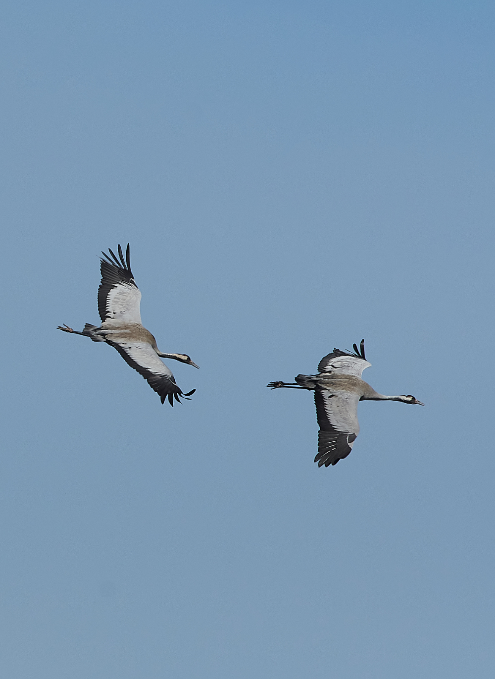 SuttonFenCommonCrane170421-8