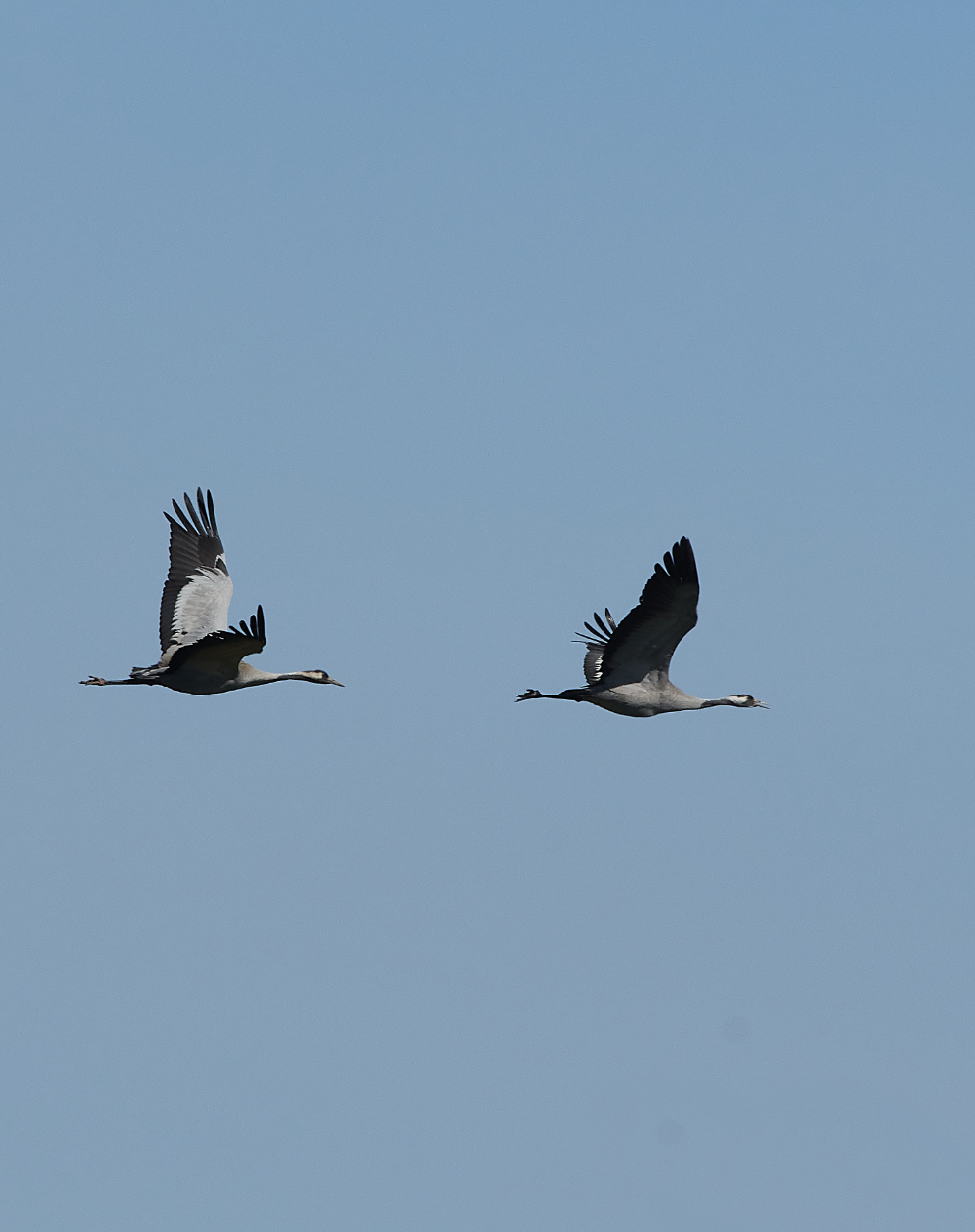 SuttonFenCommonCrane170421-9