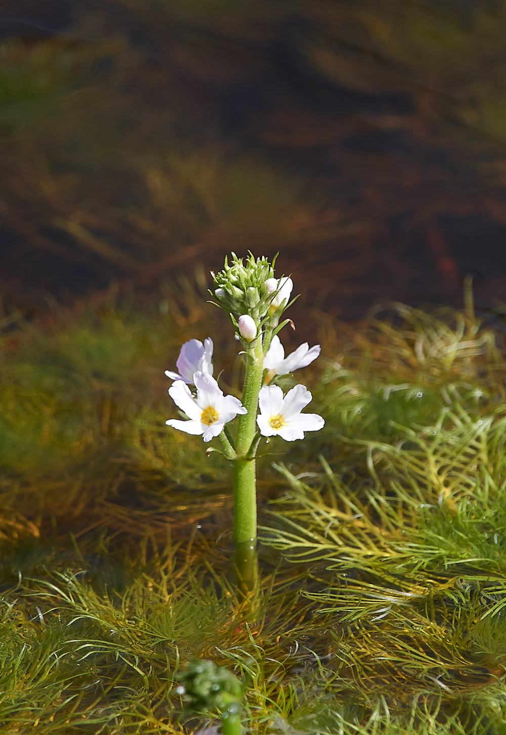 SuttonFenWaterViolet170421-1