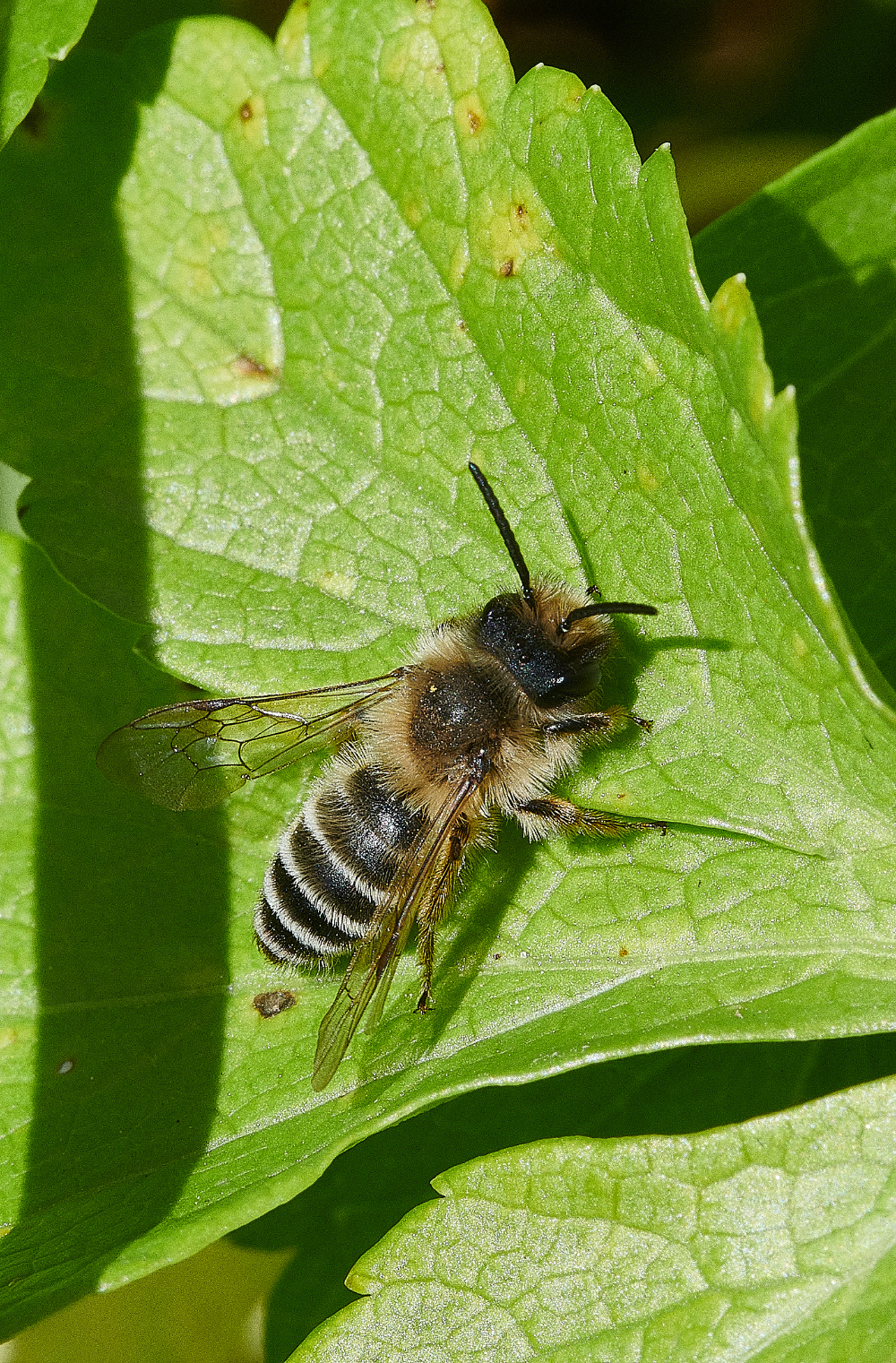 WalseyHillsBee2160421-1