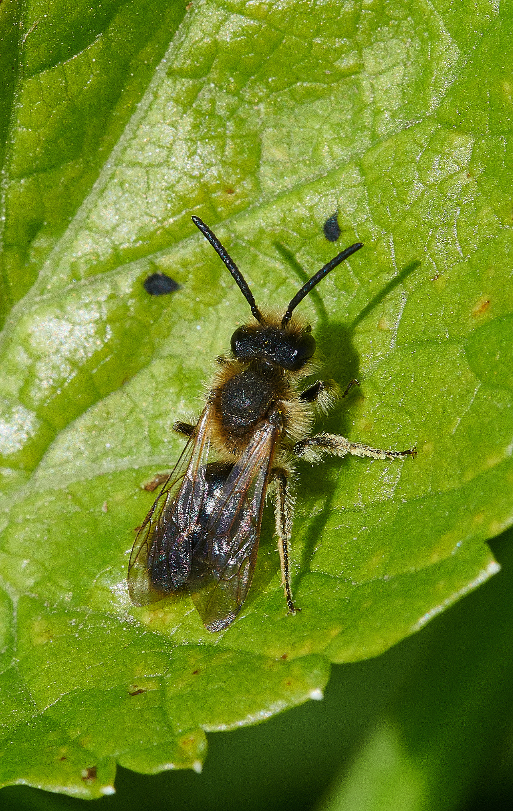 WalseyHillsBee3160421-2