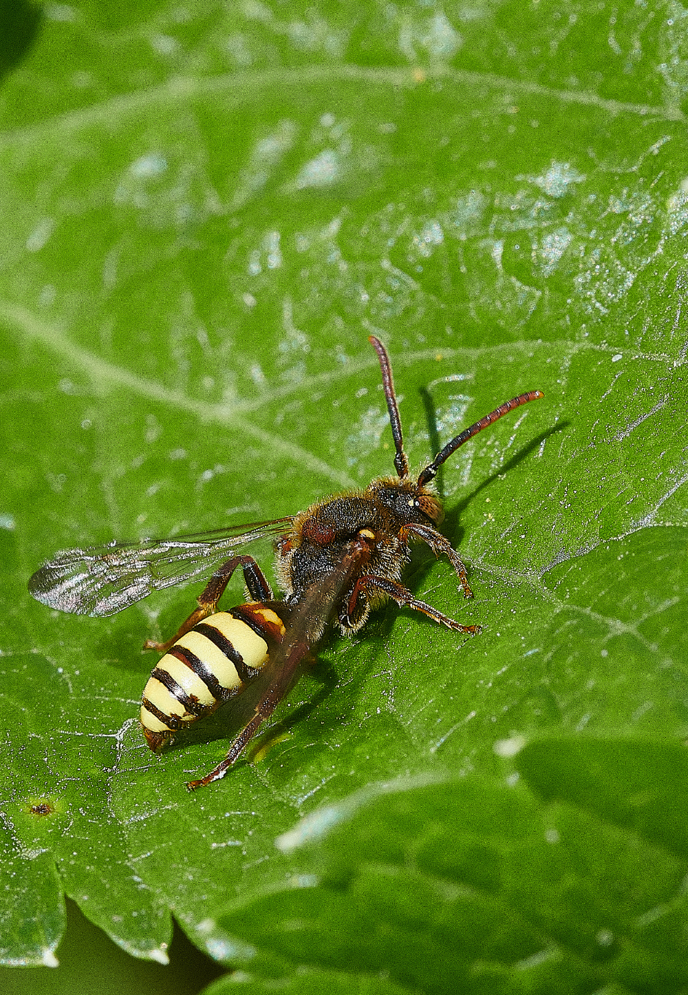 WalseyHillsNLeucopthalma160421-2