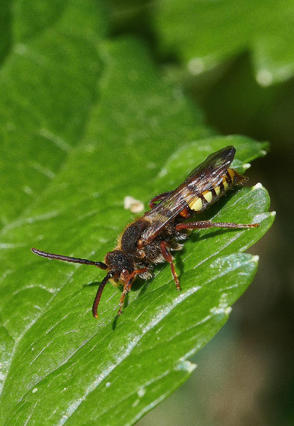 WalseyHillsNLeucopthalma160421-3