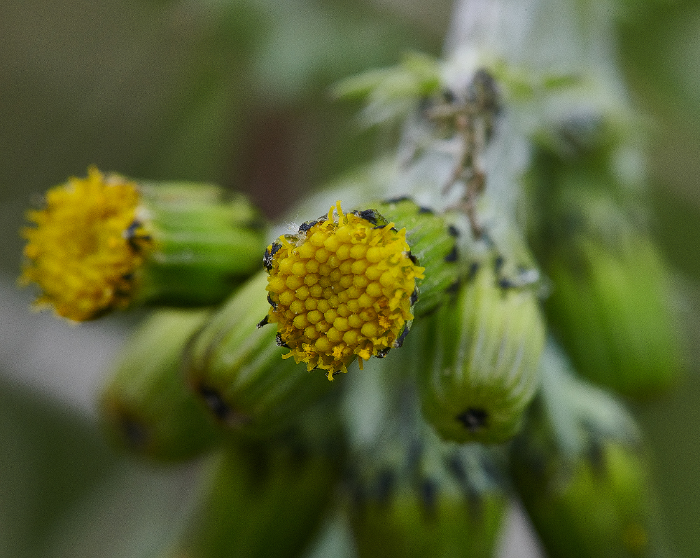 WeybourneDandelion090421-3